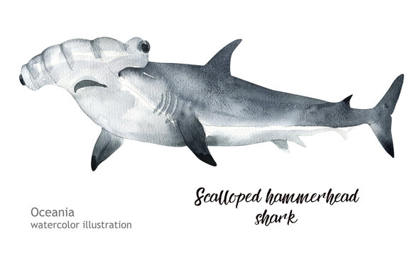 Watercolor cute scalloped hammerhead shark. Hand painting postcard with scalloped hammerhead shark isolated white background. Ocean animals.