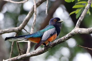 male of Surucua Trogon (Trogon surrucura), isolated on a greenish background