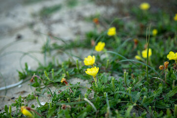 砂浜に咲く可愛い黄色い花,コマツヨイグサ
