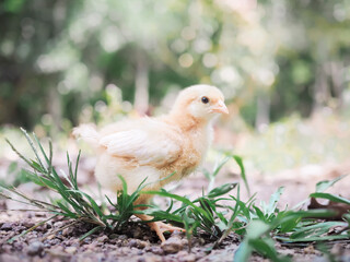 A little chicken in garden