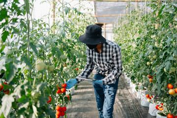 Farmer asian man watching organic tomatoes in greenhouse, Farmers working in smart farming