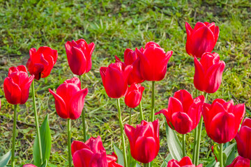 Colorful spring meadow with lot red tulip flowers - close up. Nature, floral, blooming and gardening concept