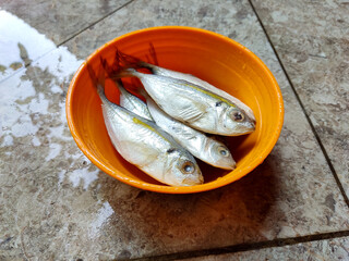 Photograph of close up fresh yellowstripe scad fish in orange bowl. Top view.  Fit for advertisement, market promotion, etc.