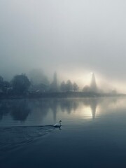 Cygne au lever de soleil et brume sur la Meuse