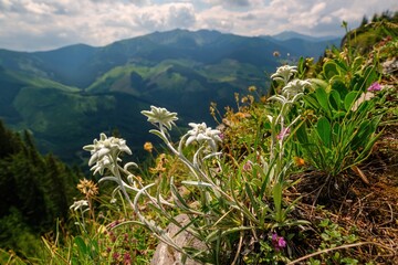 Very rare edelweiss mountain flower. Rare and protected wild flower edelweiss flower (Leontopodium...