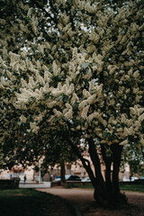 Blooming bird cherry tree in the city park on a spring day