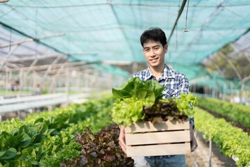 Smiling male gardener holds box of fresh green red lettuce vegetables in greenhouse garden. Young asian farmer harvest natural organic salad vegetables on hydroponic farm cultivation