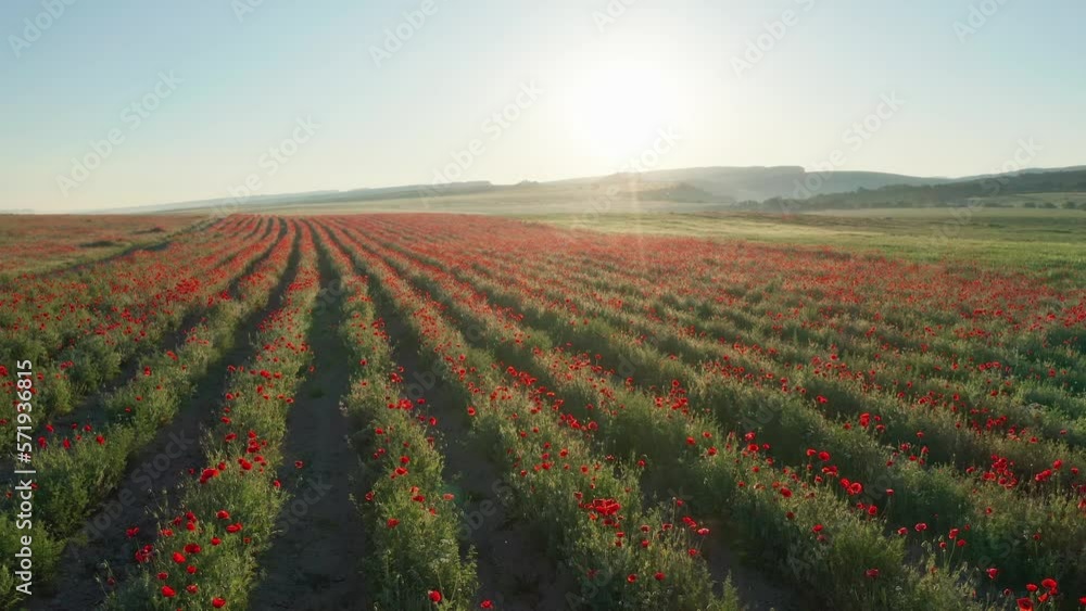 Canvas Prints rows of poppies flowers at sunset. agricultural and landscape nature video.