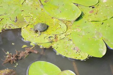 bord de rivi&egrave;re