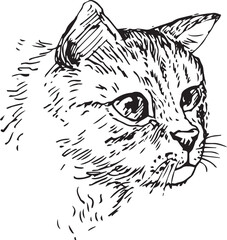 Cat drawn. face of cat. Sketch hand drawn by black ink