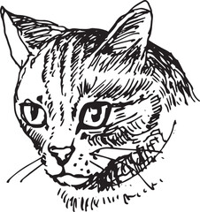 Cat drawn. face of cat. Sketch hand drawn by black ink