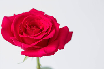 Fototapeta premium A beautiful red rose isolated on a white background.
