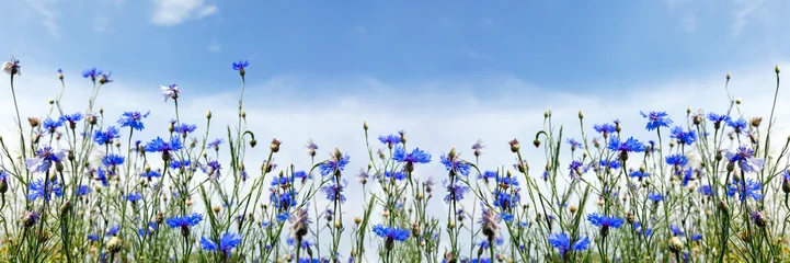Fotobehang Wild flowers on sunny blue sky, spring meadow with cornflowers © Mariusz Blach