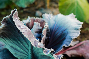 Primo piano di una verza ghiacciata nell'orto in giardino, giardinaggio e natura in inverno