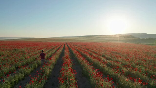 Rows of poppies flowers at sunset. Man walking and enjoy nature.