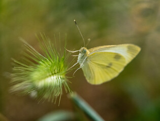 bella mariposa verde de cerca