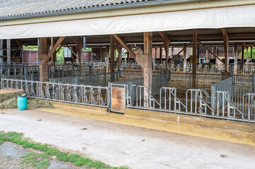 cowshed without cows in it on a farm, separated spaces for the cows metal fence