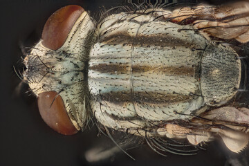 Flesh fly (Sarcophaga bercaea)