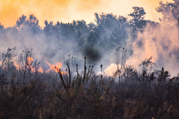 forest fire, deforestation, environmental pollution