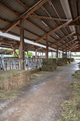 empty cowshed without cows on a farm, separated spaces for the cows metal fence, hay in front, vertical shot