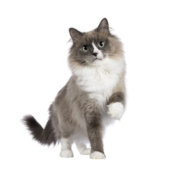 Beautiful adult mink Ragdoll cat, standing facing camera. Looking straight in lense with...