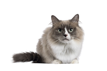 Beautiful adult mink Ragdoll cat, laying doen facing front. Looking straight in lense with mesmerising aqua greenish eyes. Isolated cutout on a transparent background.