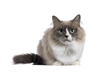 Beautiful adult mink Ragdoll cat, laying doen facing front. Looking straight in lense with mesmerising aqua greenish eyes. Isolated cutout on a transparent background.