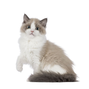Cute mink Ragdoll cat kitten, sitting up side ways with one paw lifted in air. Looking towards camera with mesmerising aqua greenish eyes. Isolated cutout on a transparent background.