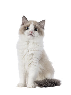 Cute mink Ragdoll cat kitten, sitting up  facing front. Looking towards camera with mesmerising aqua greenish eyes. Isolated cutout on a transparent background.