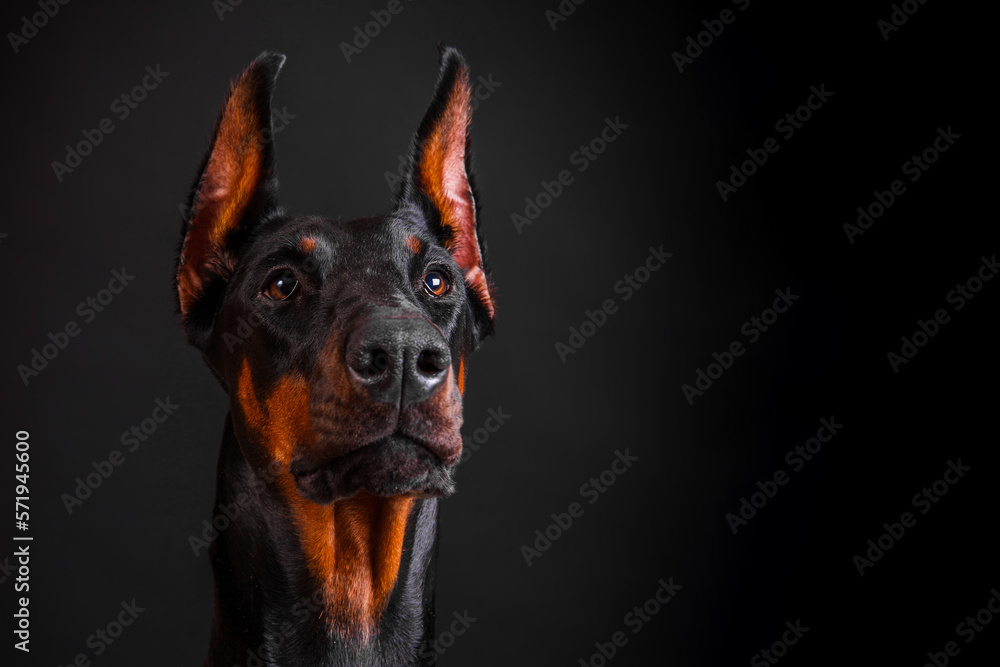 Wall mural doberman dog close-up on a dark background