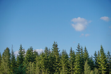 Fototapeta na wymiar Wandering in. the pine forest in Sweden, Northern Europe
