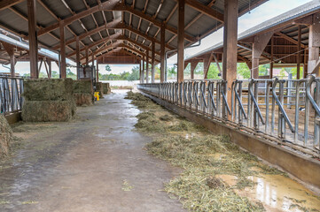empty cowshed without cows on a farm, separated spaces for the cows metal fence, hay in front