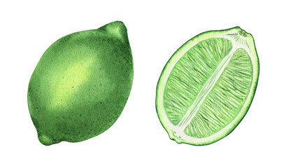 Watercolor illustration of a ripe juicy lime and a slice of lime. a piece of tropical fruit, vegetarian food. isolated on a white background.