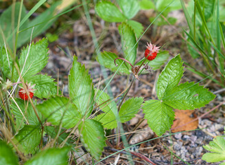 Wild strawberry on the ground