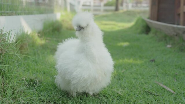 Chinese Silkie Chicken is a breed of chicken named for its atypically fluffy plumage, which is said to feel like silk and satin.