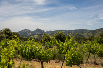 Fototapeta na wymiar Vine in Provence