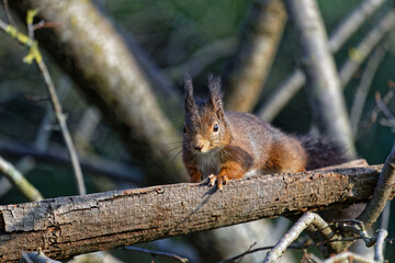 Naklejka na ściany i meble Red squirrels are among the small animals living in the city park in Lyon