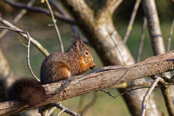 Naklejka na ściany i meble Red squirrels are among the small animals living in the city park in Lyon