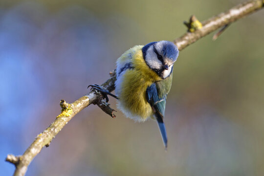 Eurasian blue tits are among the small animals living in the city park in Lyon
