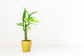 Lucky bamboo plant (Dracaena Sanderiana or Ribbon Dracaena) in a golden yellow pot on white table against white background