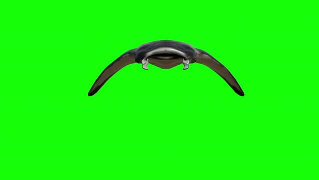 a mantay ray swimming on a green screen. 3d animation of a manta ray. mantay ray swimming towards the camera