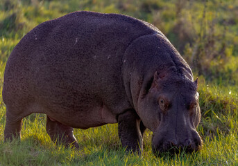 Hippopotamus grazing 