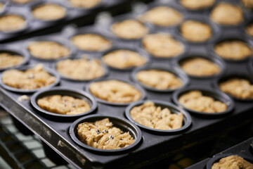 Close up of plastic modular seed tray with soil sponge plugs for planting seeds in greenhouse. Garden seed tray with seed starter plugs in cells.