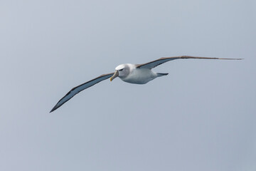 Whitecapped mollymawk (Thalassarche cauta  steadi)