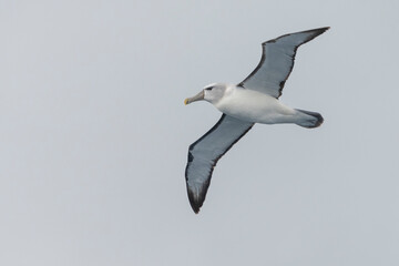 Whitecapped mollymawk (Thalassarche cauta  steadi)