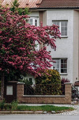Residential building in a blooming hawthorn on a street in the city.