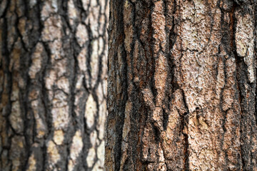 Obraz premium Details of the trunk of a large tree together with branches partially covered with lichens and their textures