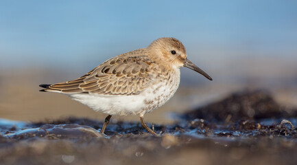 Dunlin - Calidris alpina - young bird at a seashore on the autumn migration way