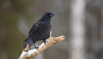 Fototapeta premium Common Raven - Corvus corax - in winter at a wet forest