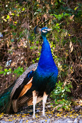Obraz premium Aves en cautiverio Chile